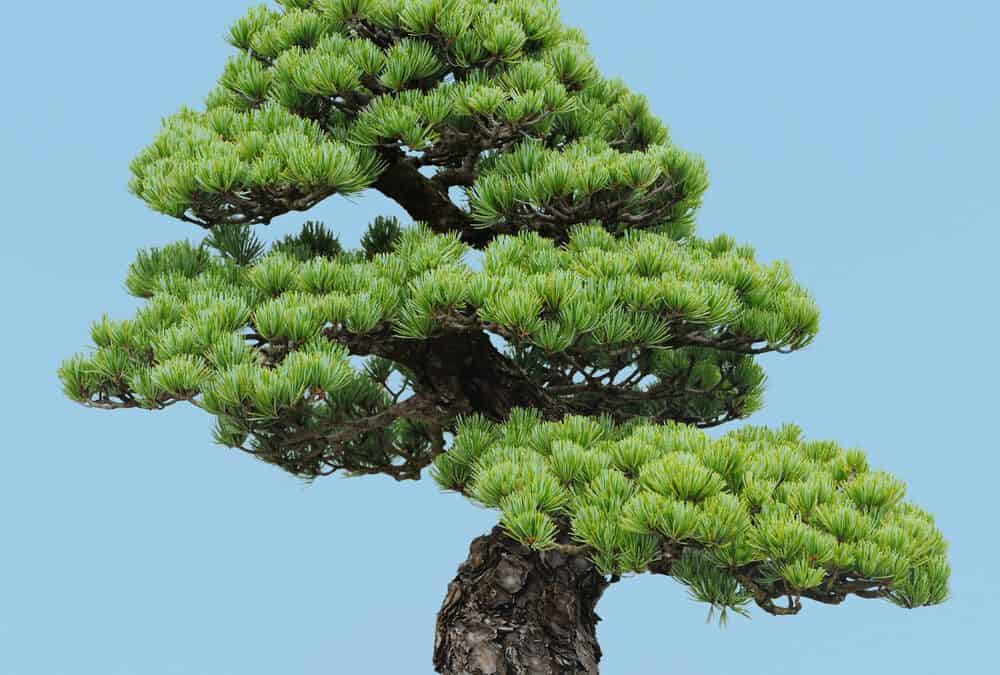 10 Indoor Bonsai Trees For Beginners: Tree Care Guide