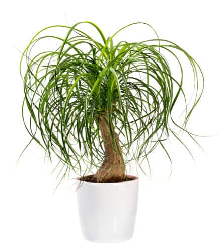 succulent ponytail palm