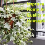 improve home air quality with houseplants