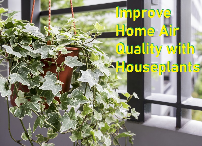 improve home air quality with houseplants