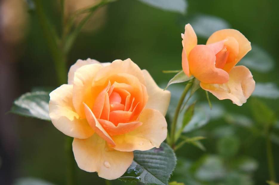 Roses as Houseplants – Grow Roses Indoors