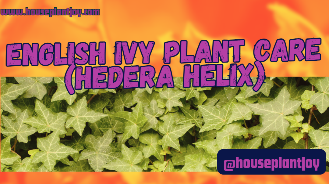 English Ivy Plant Care (Hedera Helix)