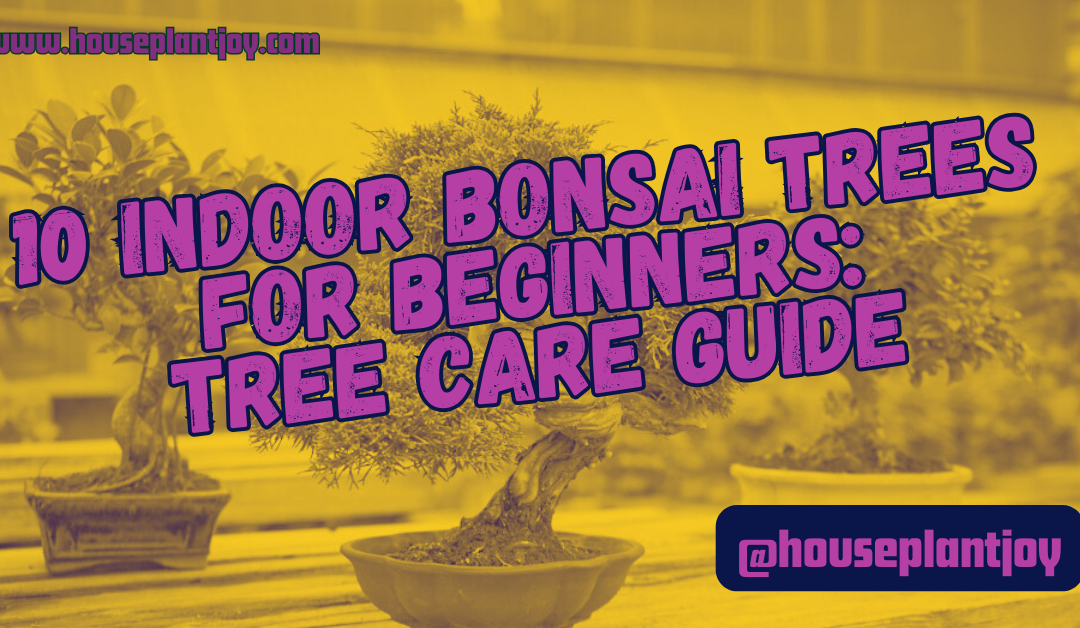 10 Indoor Bonsai Trees For Beginners: Tree Care Guide