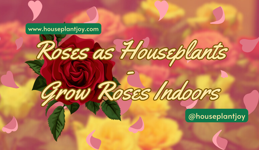 Roses as Houseplants – Grow Roses Indoors