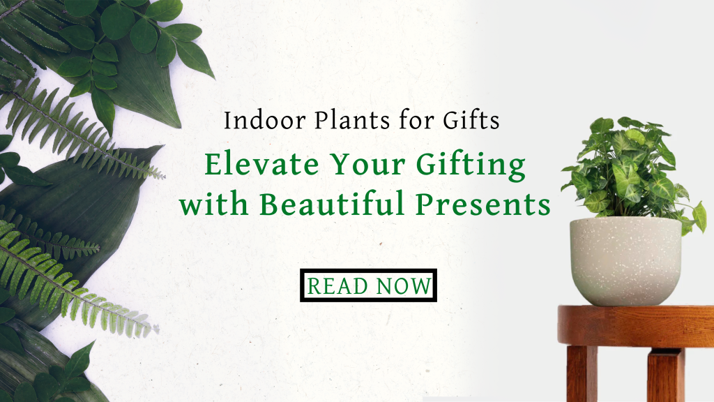 Indoor Plants for Gifts Elevate Your Gifting with Beautiful Presents