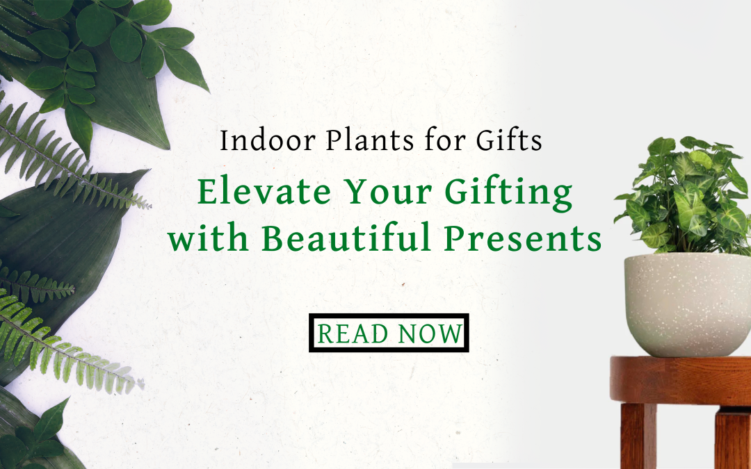 Indoor Plants for Gifts: Elevate Your Gifting with Beautiful Presents