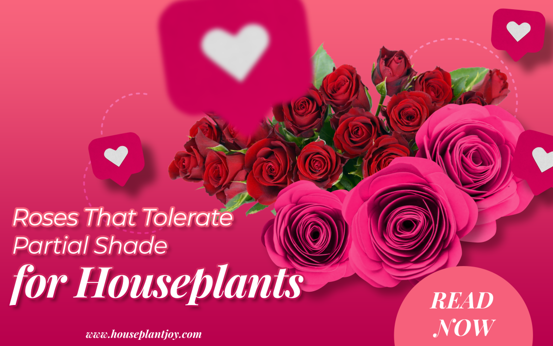 Roses That Tolerate Partial Shade for Houseplants