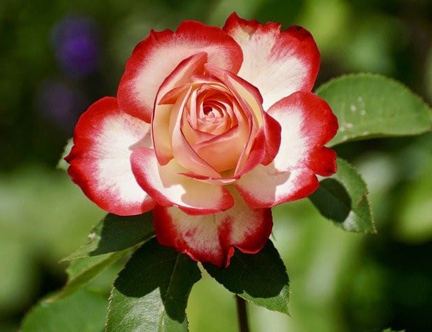 Roses as Houseplants - Grow Roses Indoors - HouseplantJoy.com