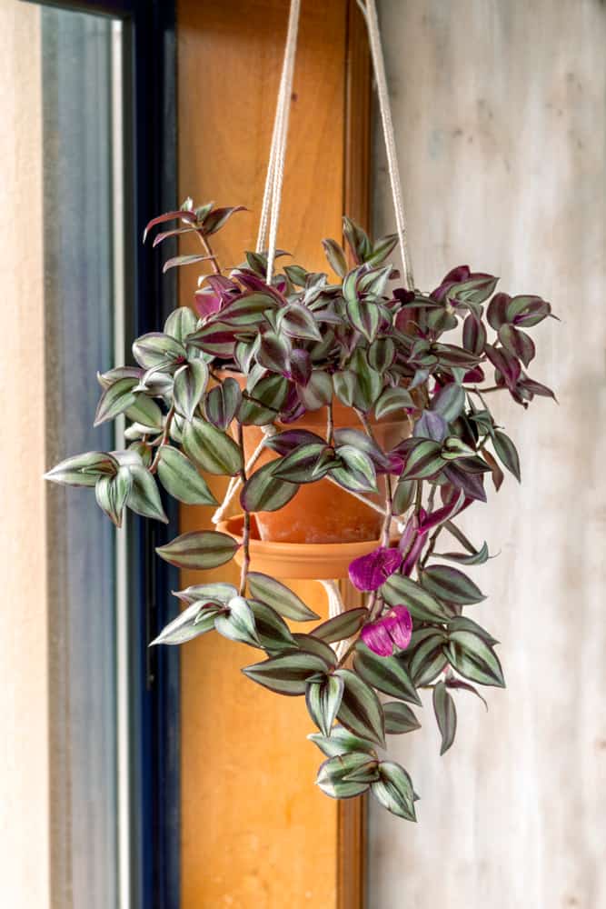 Wandering Jew Houseplant Care and Tips