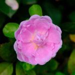 roses that tolerate partial shade