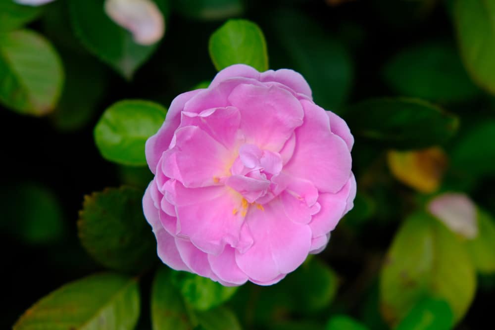 Roses That Tolerate Partial Shade for Houseplants