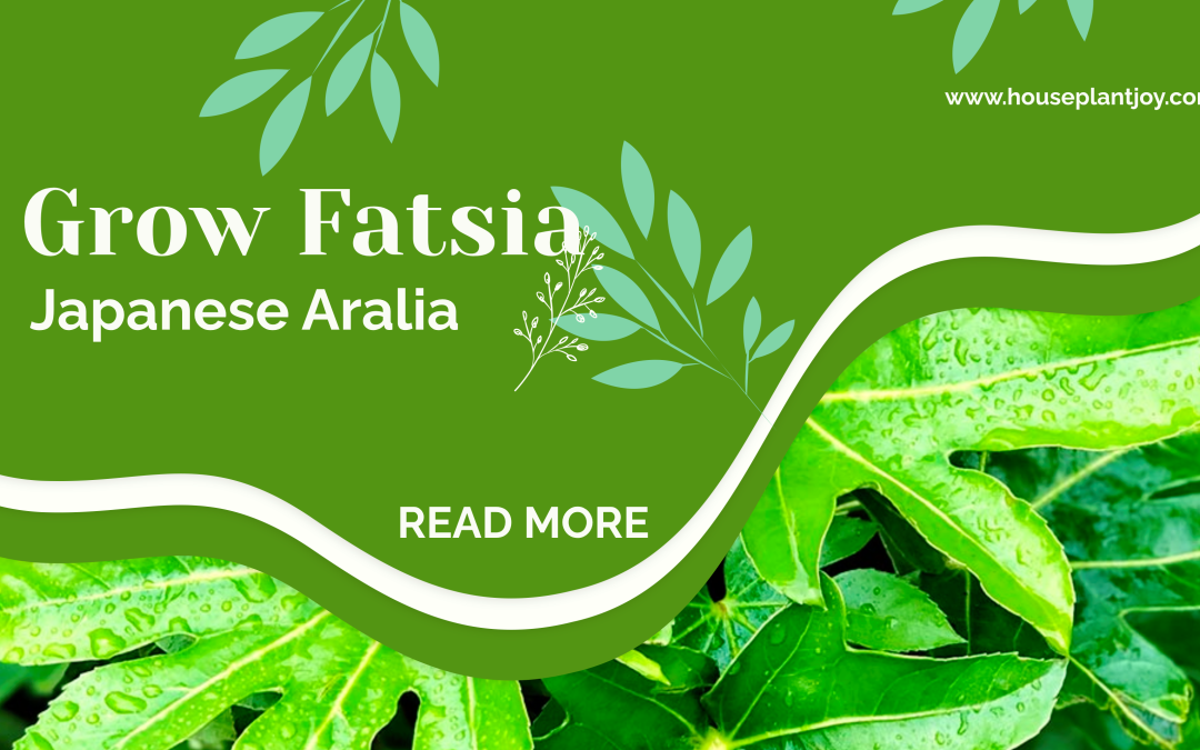 Grow Fatsia Japonica, Japanese Aralia