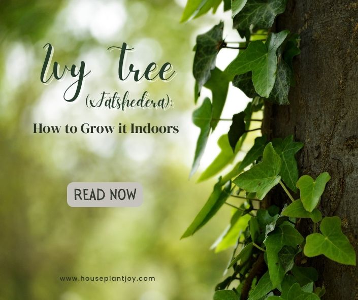 Ivy Tree (x Fatshedera): How to Grow it Indoors