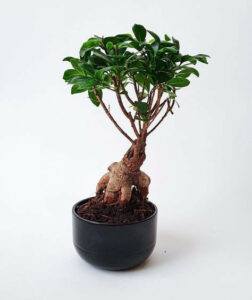 is bonsai a good gift