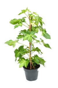 grow an ivy tree