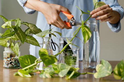 Houseplant Propagation Techniques: Grow More Plants ~ HouseplantJoy.com