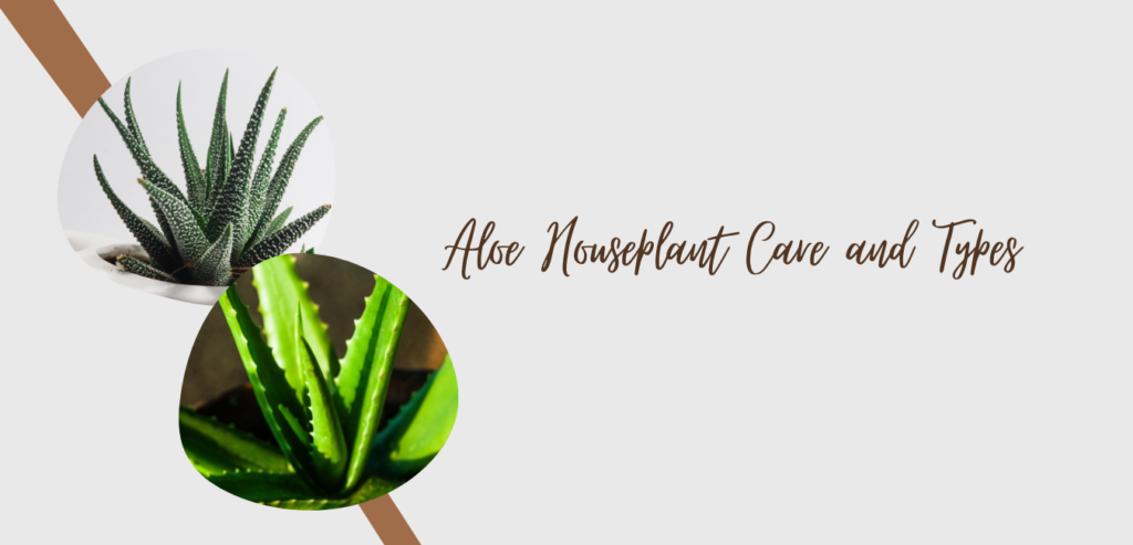 Aloe Houseplant Care and Types