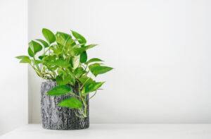 decorative plants for indoors