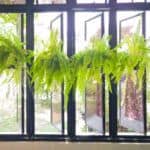 how to propagate boston ferns