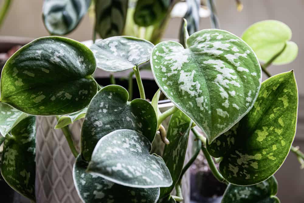 best plants for hanging baskets |black pepper plant