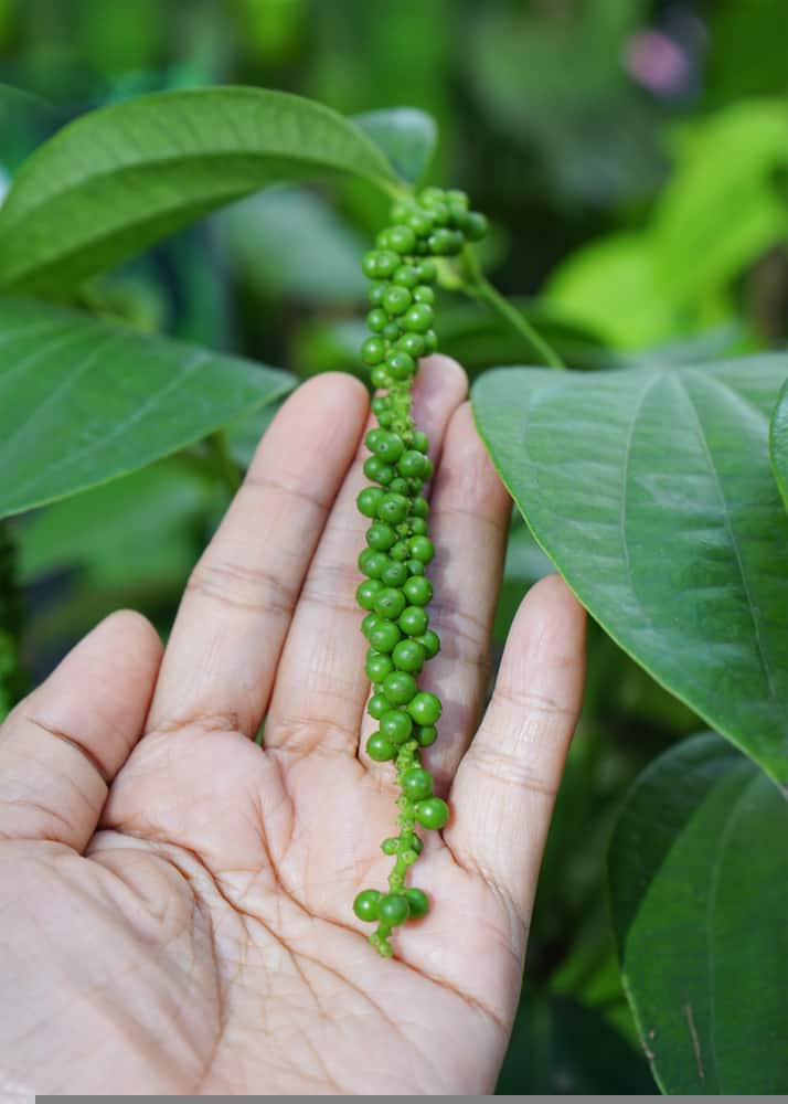 best plants for hanging baskets |black pepper plant