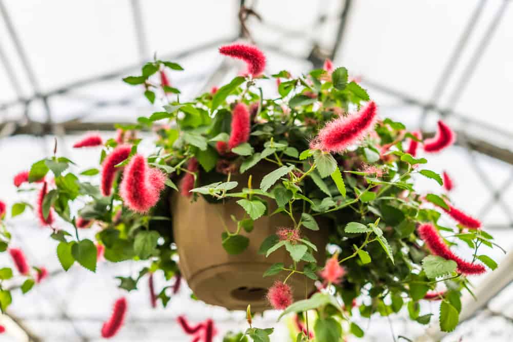 best plants for hanging baskets | chenille plant