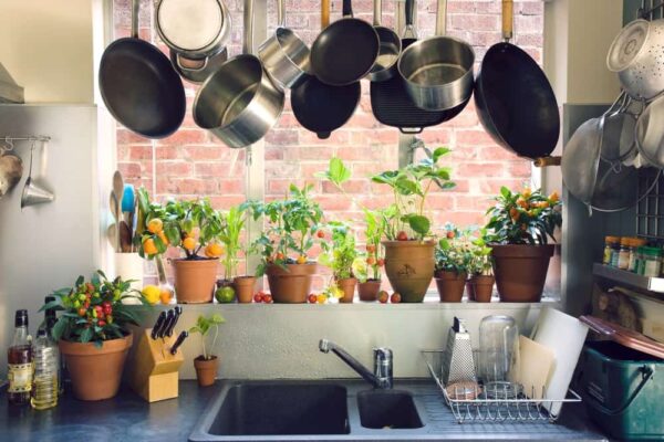 best plants for the kitchen