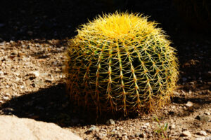 types of barrel cactus