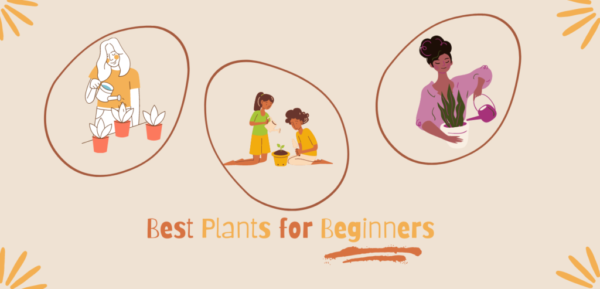 Best Plants for Beginners