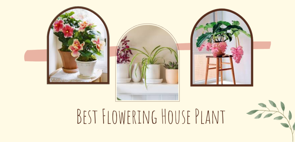 Top 7 Best Flowering House Plants