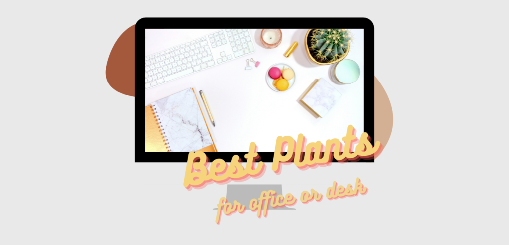 The 5 Best Plants for Your Office or Desk