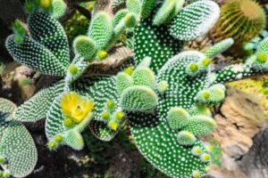  types of desert cactus houseplant