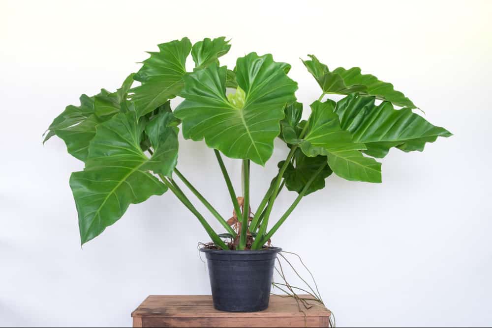 Best Indoor Tropical Plants ~ 2109