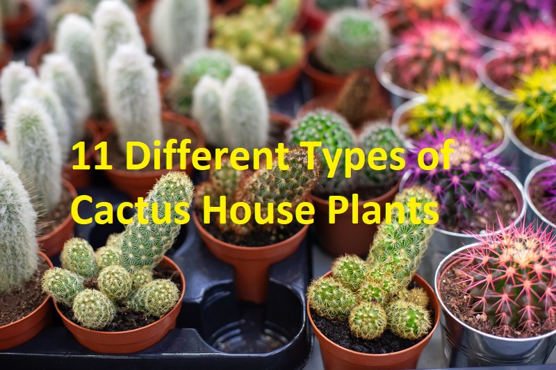11 Best Types of Cactus House Plants
