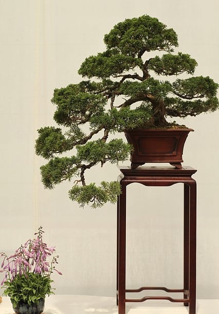 15 Best Times to Send Bonsai Tree Gift ~ HouseplantJoy.com