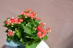 begonia houseplant