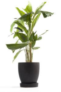 best indoor floor plants | fishtail palm