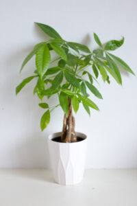 best indoor floor plants | money tree