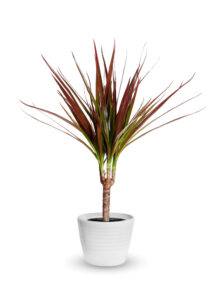 best indoor floor plants | Dragon Tree