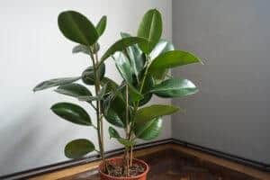best indoor floor plants | rubber tree