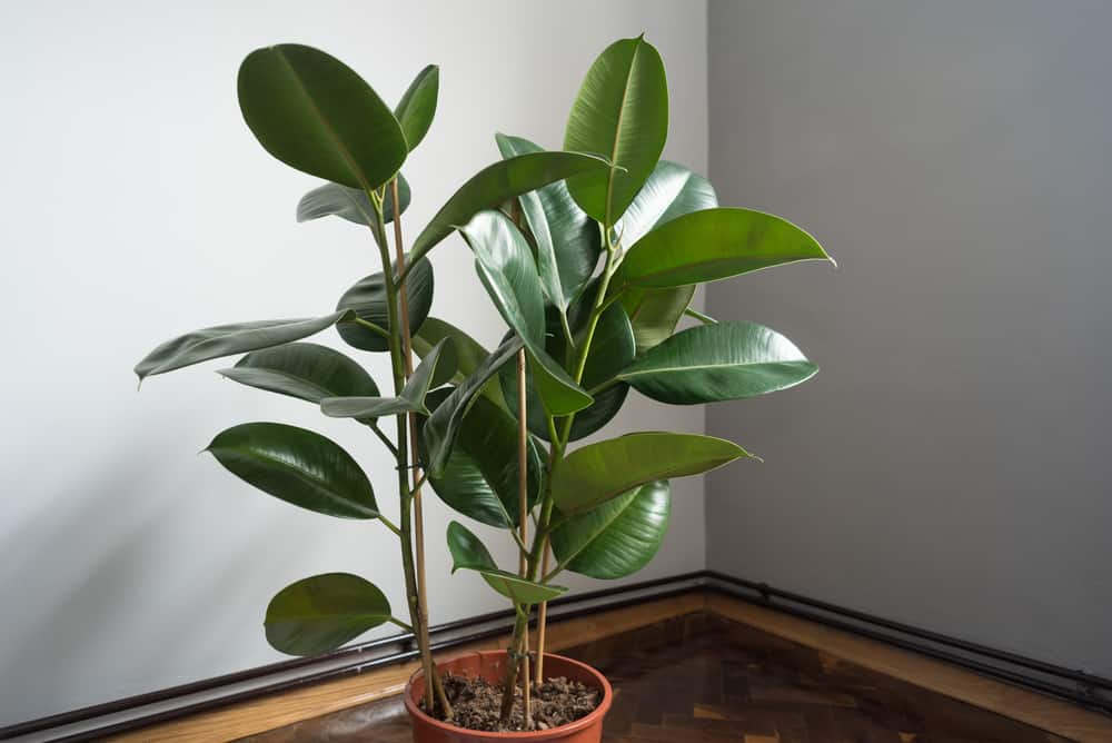 rubber tree, Plants That Help with Allergies
