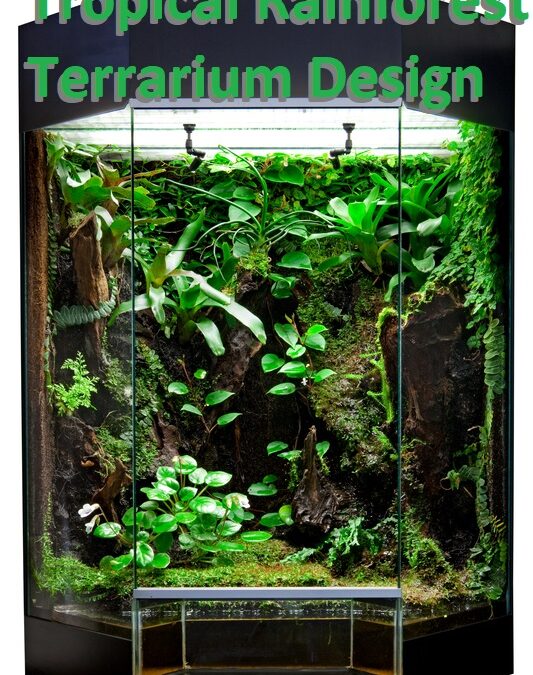 Tropical Rainforest Terrarium Design