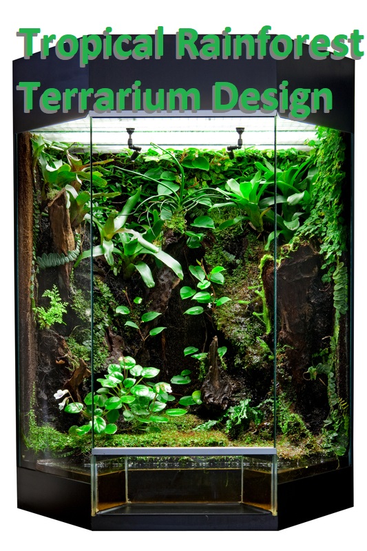 tropical rainforest terrarium design