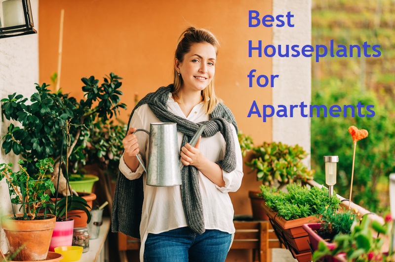 best houseplants for apartments