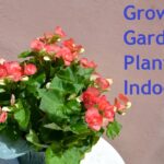 growing garden plants indoors