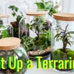 set up a terrarium