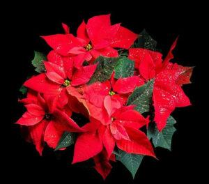 caring for a poinsettia plant