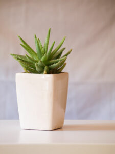 Elegant minimal ceramic indoor house plant pot