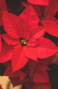 caring for a poinsettia plant
