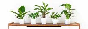 ceramic pots for indoor plants
